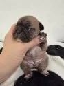 フレンチブルドッグ【滋賀県・女の子・2025年10月29日・フォーン】の写真3