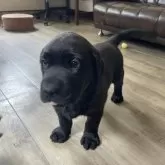 ラブラドールレトリバー【滋賀県・男の子・2025年3月14日・ブラック】の写真4
