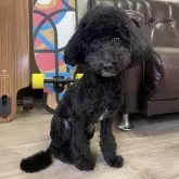 マルプー(マルチーズ×トイプードル)【滋賀県・男の子・2025年1月5日・ブラック】の写真4