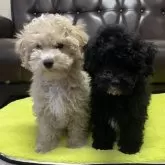 マルプー(マルチーズ×トイプードル)【滋賀県・男の子・2025年1月5日・ブラック】の写真5