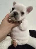 フレンチブルドッグ【滋賀県・女の子・2025年10月17日・クリーム】の写真7