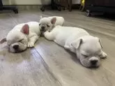 フレンチブルドッグ【滋賀県・男の子・2025年7月28日・クリーム】の写真7