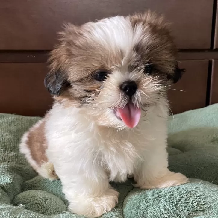 ID：2408-03732の子犬