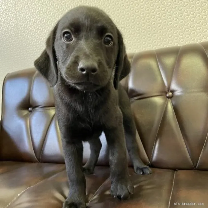 K.T 様のお迎えした子犬
