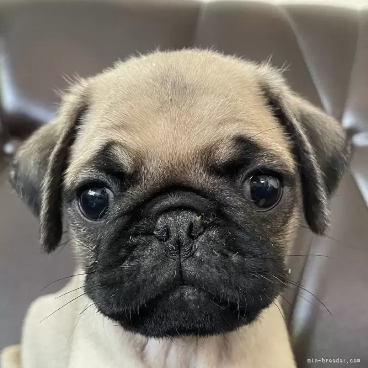 ID：2407-08242の子犬