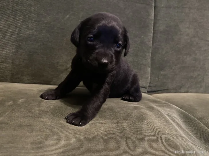 ID：2011-00369の子犬