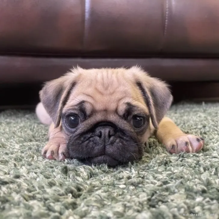 ひまりんご 様のお迎えした子犬