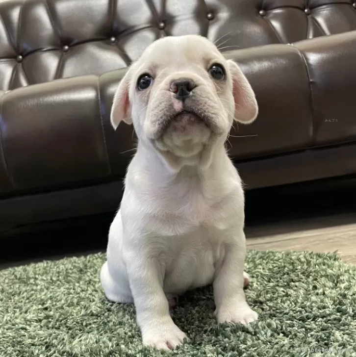 ID:2404-07012の子犬