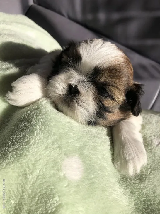 ID：2001-02327の子犬