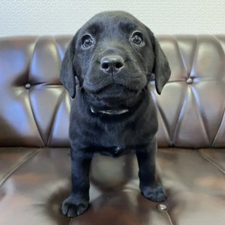ID：2212-04155の子犬