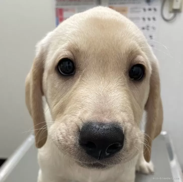 ID:2409-00238の子犬