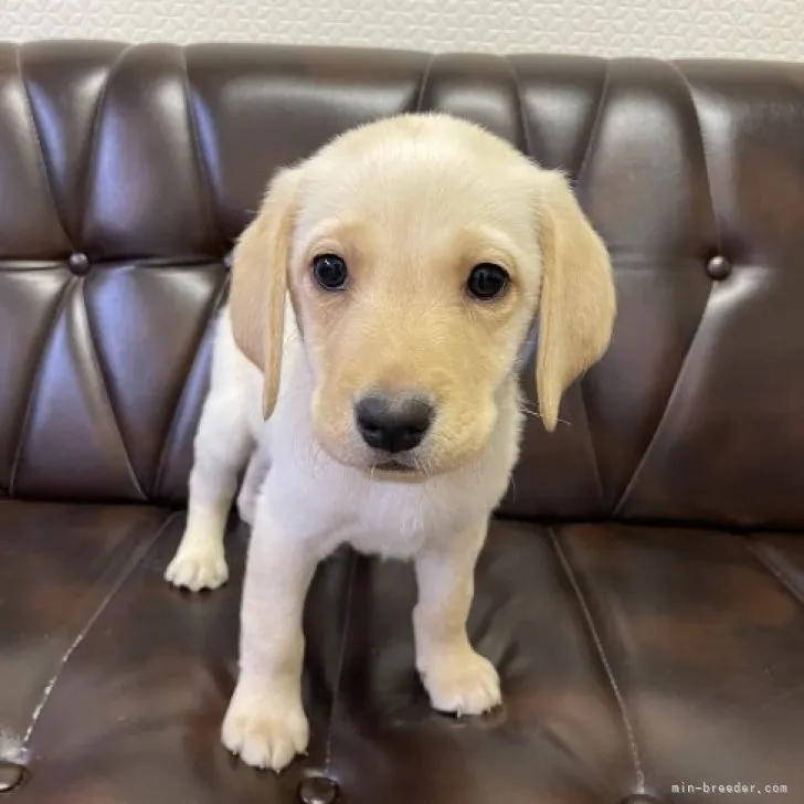 T.K 様のお迎えした子犬