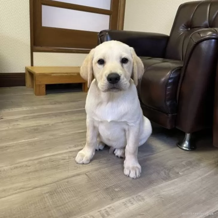 ID:2310-04020の子犬