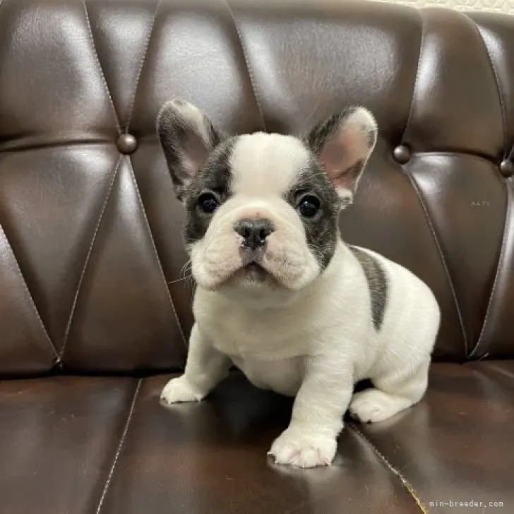 H.H 様のお迎えした子犬