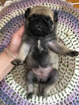 パグ【滋賀県・女の子・2020年6月6日・フォーン】の写真「可愛い女の子♡♡」