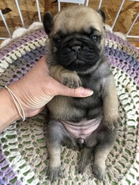 パグ【滋賀県・女の子・2020年6月6日・フォーン】の写真「コロコロガール♡♡」