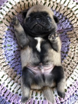 パグ【滋賀県・男の子・2020年6月27日・フォーン】の写真「短足ショートボディのハンサムくん」