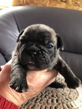 フレンチブルドッグ【滋賀県・男の子・2020年1月18日・ブリンドル】の写真「癒し系男子です(◜ᴗ◝ )」