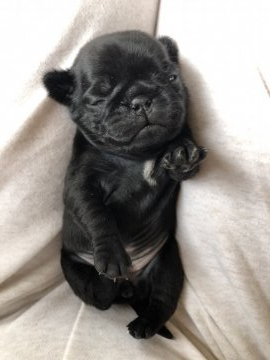 パグ【滋賀県・女の子・2020年4月8日・ブラック】の写真「小ぶりの黒パグの女の子」