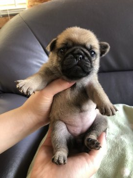 パグ【滋賀県・女の子・2020年6月30日・フォーン】の写真「フォーンのかわい子ちゃん」