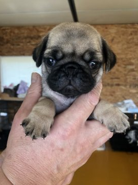 パグ【滋賀県・女の子・2020年6月30日・フォーン】の写真「お目目パッチリの女の子」