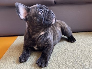 フレンチブルドッグ【滋賀県・男の子・2020年1月18日・ブリンドル】の写真「欠点なし！懐っこい男の子♡♡」