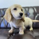 ミニチュアダックスフンド(ロング)【滋賀県・女の子・2023年1月21日・イエロー】の写真2