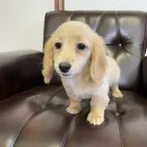 ミニチュアダックスフンド(ロング)【滋賀県・女の子・2023年1月21日・イエロー】の写真4