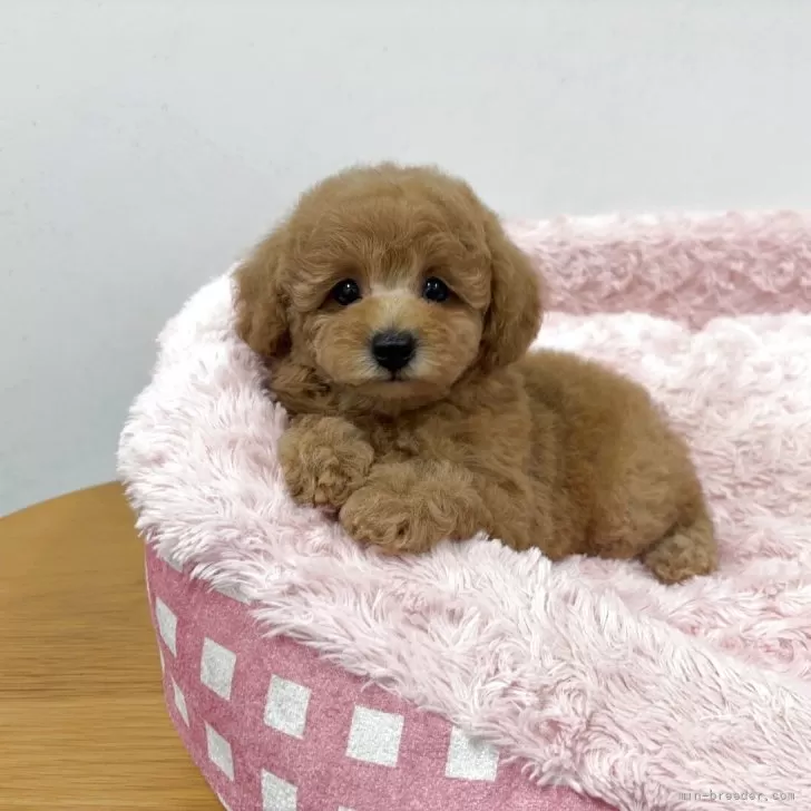 ぷちまゆ 様のお迎えした子犬