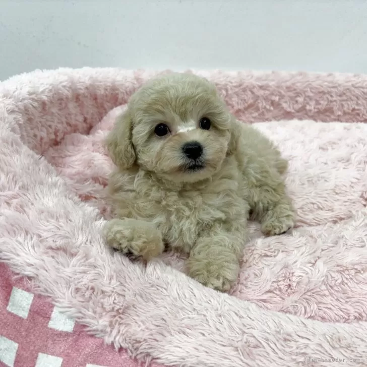ID:2504-01235の子犬