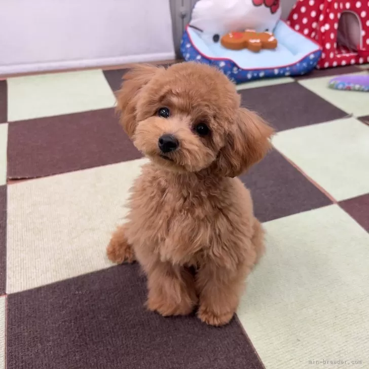 ID:2407-00726の子犬