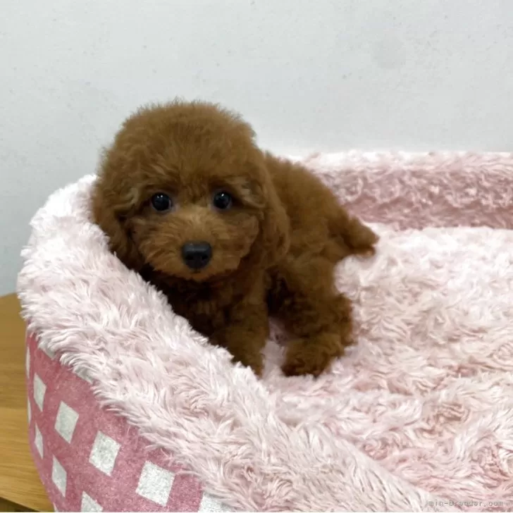 ID:2508-03401の子犬