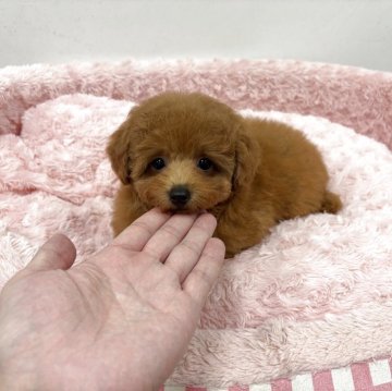 タイニープードル【岐阜県・女の子・2025年8月30日・レッド】の写真「小さな身体のフォルムが可愛いお姫様です！」