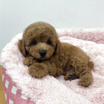 トイプードル(トイ)【岐阜県・男の子・2025年8月30日・レッド】の写真「癒しを与えてくれるのほほん王子様です。」