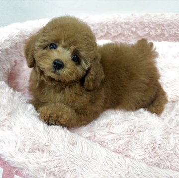 トイプードル(トイ)【岐阜県・女の子・2025年8月21日・レッド】の写真「真ん丸お目々と短めマズルのお姫様です!!」