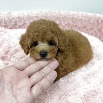 トイプードル(タイニー)【岐阜県・女の子・2025年6月11日・アプリコット】の写真「モフモフでコロコロのお姫様です！」