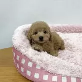 トイプードル(トイ)