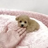 タイニープードル