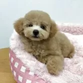 トイプードル(トイ)