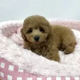 トイプードル(トイ)