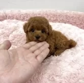 タイニープードル【岐阜県・女の子・2025年10月22日・レッド】の写真1「まさにトイプードルって感じです。」