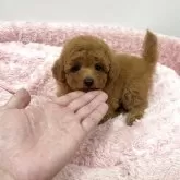 トイプードル(トイ)