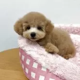 トイプードル(トイ)