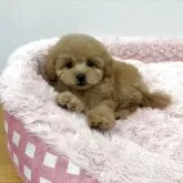 トイプードル(トイ)