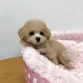 タイニープードル