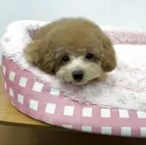 トイプードル(トイ)