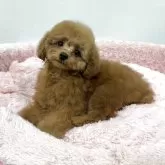 トイプードル(トイ)