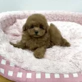 タイニープードル