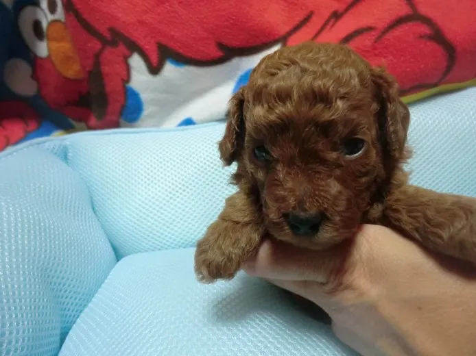 ID:1406-00961の子犬
