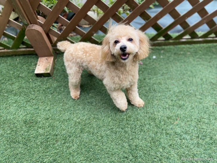 トイプードル(トイ)【・女の子・2023年3月15日・アプリコット】「素敵な笑顔の1枚を撮らさせてくれました。」